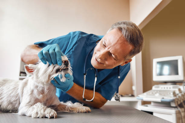 Best Pediatric Emergency Dentist in Rehobeth, AL